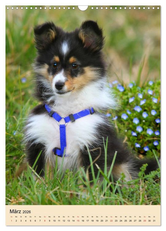 Produktbild: Mit Shelties durchs Jahr (Wandkalender 2026 DIN A3 hoch), CALVENDO Monatskalender