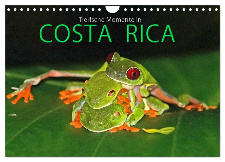 Produktbild: COSTA RICA - Tierische Momente (Wandkalender 2026 DIN A4 quer), CALVENDO Monatskalender