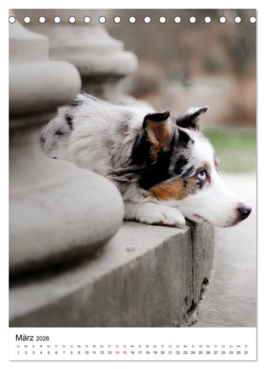 Produktbild: Australian Shepherd - Beste Freunde (Tischkalender 2026 DIN A5 hoch), CALVENDO Monatskalender