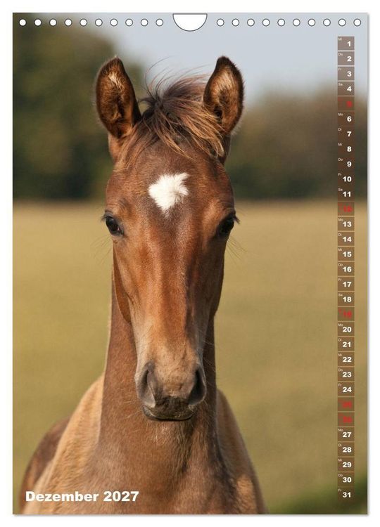 Produktbild: Fohlen im Portr&auml;t (Wandkalender 2027 DIN A4 hoch), CALVENDO Monatskalender