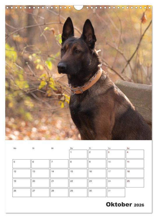 Produktbild: Malinois Power auf vier Pfoten (Wandkalender 2026 DIN A3 hoch), CALVENDO Monatskalender