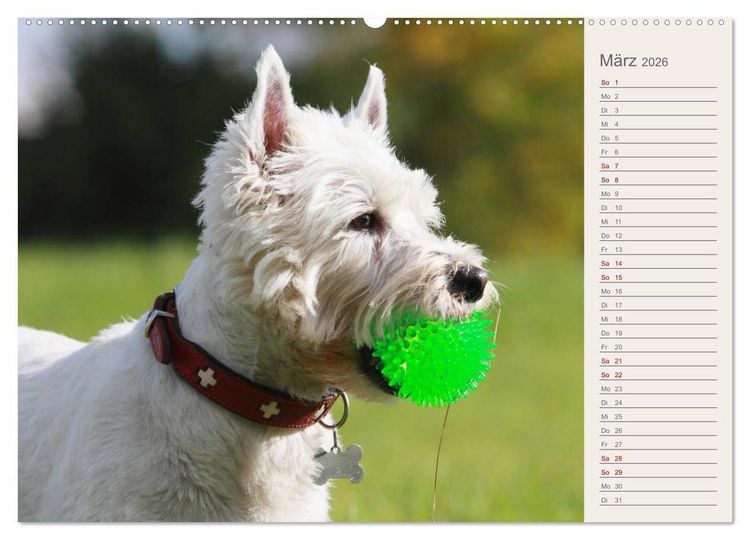 Produktbild: West Highland White Terrier - Selbstbewustes Powerpaket - der Westie (hochwertiger Premium Wandkalender 2026 DIN A2 quer), Kunstdruck in Hochglanz
