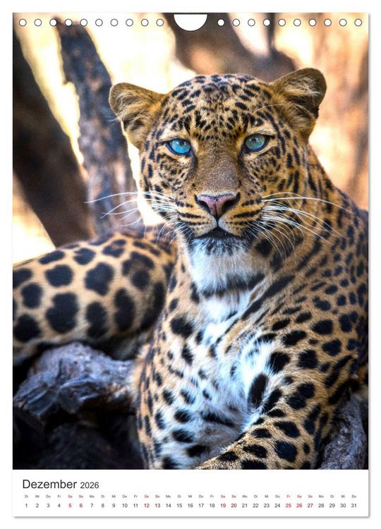 Produktbild: Leoparden - Die Beute im Visier. (Wandkalender 2026 DIN A4 hoch), CALVENDO Monatskalender