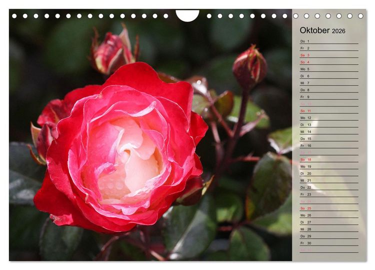 Produktbild: Rosensommer (Wandkalender 2026 DIN A4 quer), CALVENDO Monatskalender