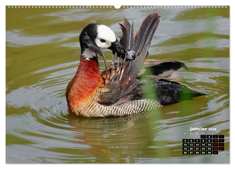 Produktbild: Oiseaux exotiques (Calendrier mural 2026 DIN A2 vertical) calendrier de bureau
