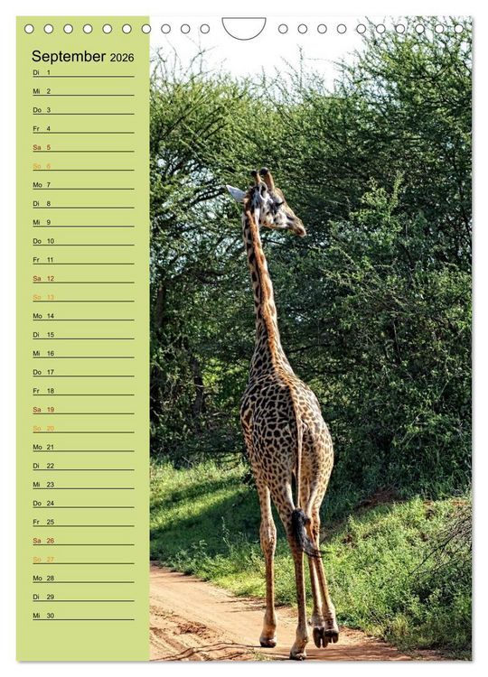 Produktbild: Giraffen. Voller Stolz und Grazie (Wandkalender 2026 DIN A4 hoch), CALVENDO Monatskalender
