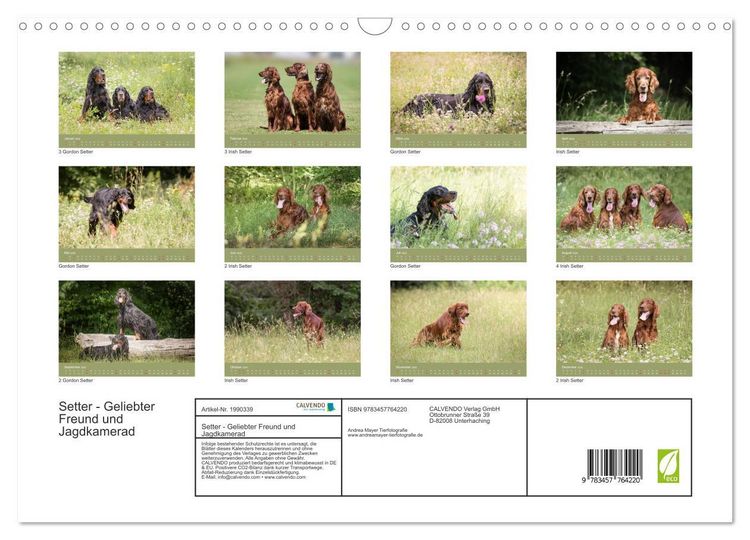 Produktbild: Setter - Geliebter Freund und Jagdkamerad (Wandkalender 2026 DIN A3 quer), CALVENDO Monatskalender