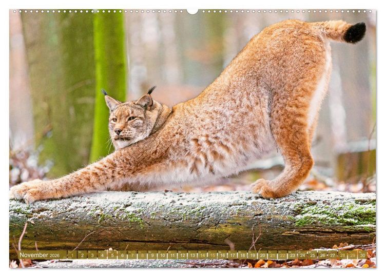 Produktbild: Dem Luchs auf der Spur (hochwertiger Premium Wandkalender 2026 DIN A2 quer), Kunstdruck in Hochglanz