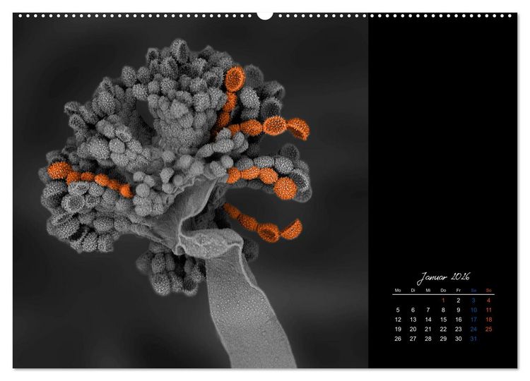 Produktbild: strucTEMs Mikrowelt - Winzige Nachbarn ganz gro&szlig; (hochwertiger Premium Wandkalender 2026 DIN A2 quer), Kunstdruck in Hochglanz