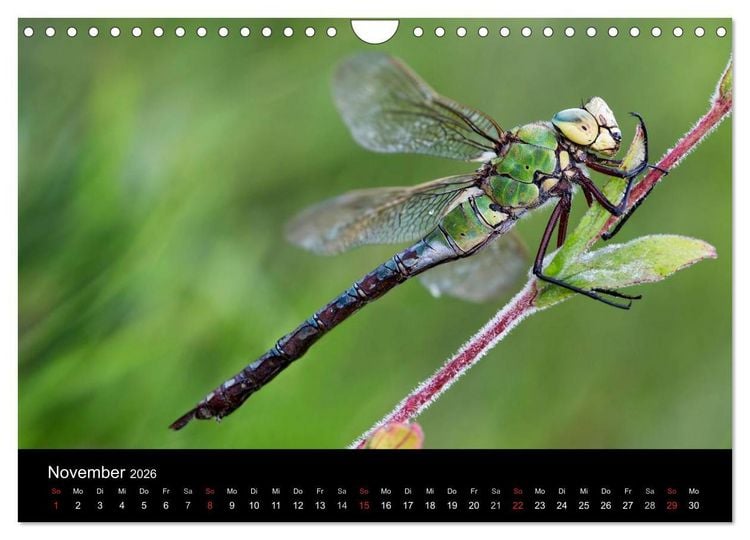 Produktbild: Libellen im Ried (Wandkalender 2026 DIN A4 quer), CALVENDO Monatskalender