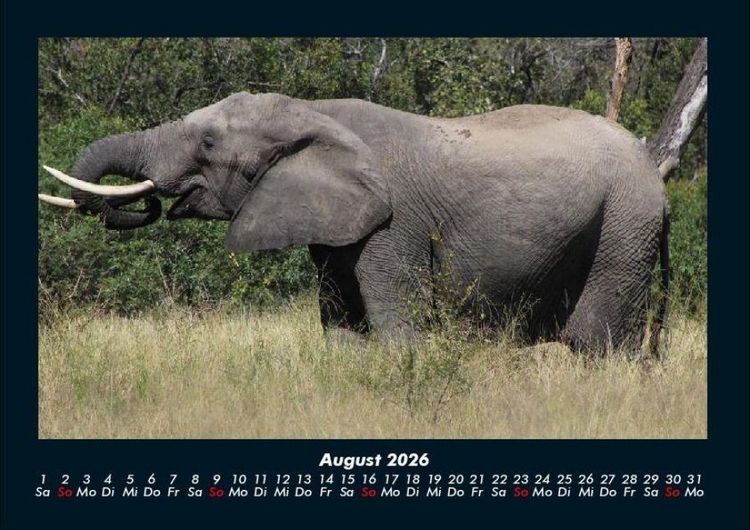 Produktbild: Elefanten Kalender 2026 Fotokalender DIN A4