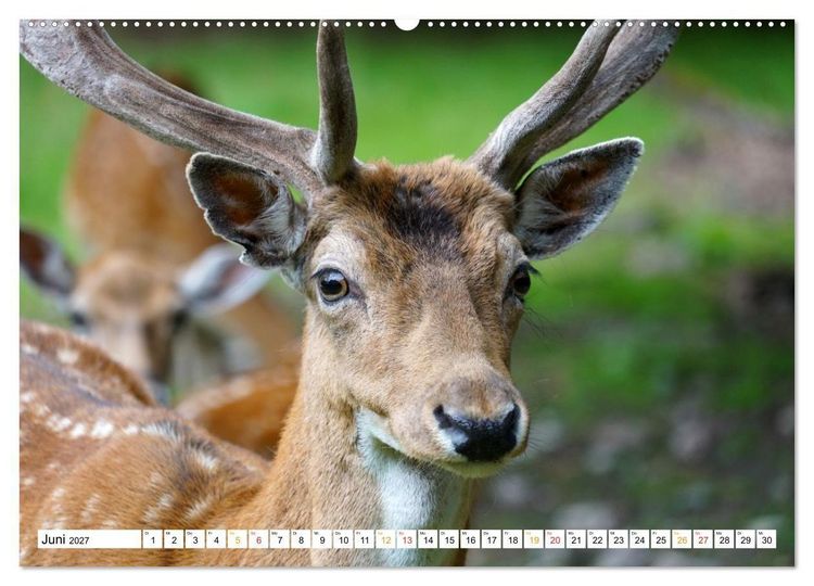 Produktbild: 12 Monate Natur (Wandkalender 2027 DIN A2 quer), CALVENDO Monatskalender
