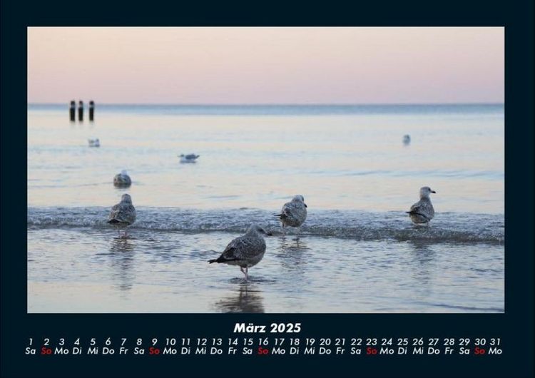 Produktbild: M&ouml;wen 2025 Fotokalender DIN A4