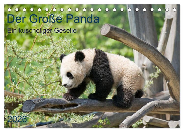 Produktbild: Der Gro&szlig;e Panda Ein kuscheliger Geselle (Tischkalender 2026 DIN A5 quer), CALVENDO Monatskalender