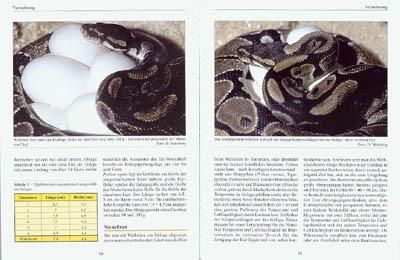 Produktbild: Python regius
