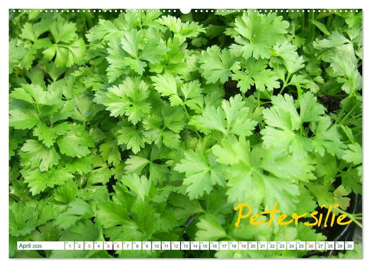 Produktbild: Kr&auml;uter - Gesund, h&uuml;bsch und lecker (hochwertiger Premium Wandkalender 2026 DIN A2 quer), Kunstdruck in Hochglanz