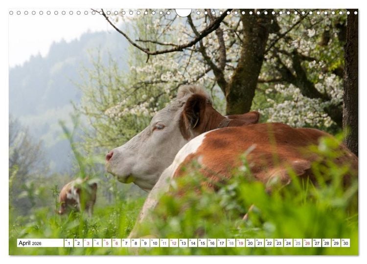 Produktbild: Alpenfleckvieh (Wandkalender 2026 DIN A3 quer), CALVENDO Monatskalender