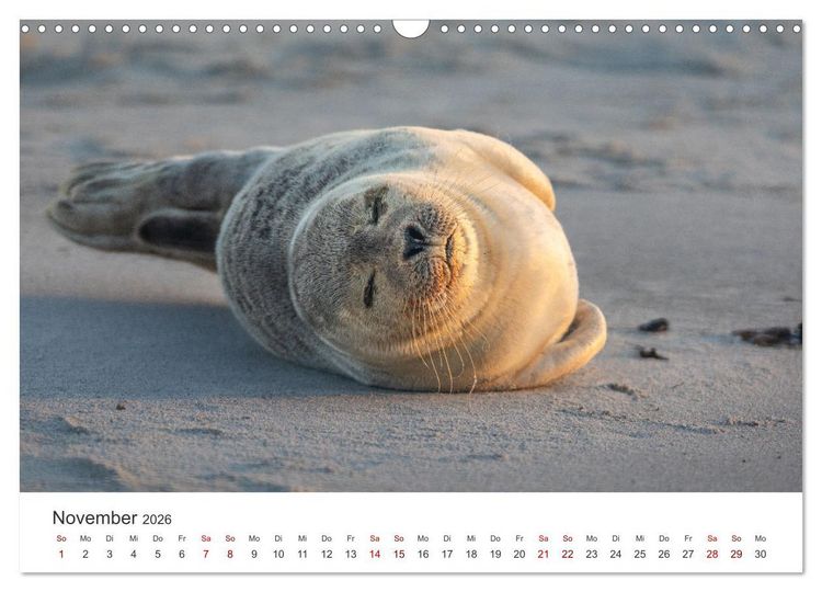 Produktbild: Junge Kegelrobben (Wandkalender 2026 DIN A3 quer), CALVENDO Monatskalender