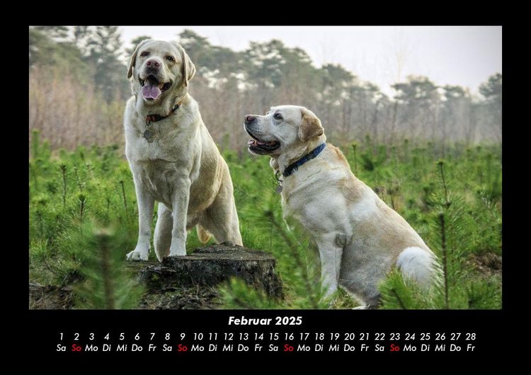 Produktbild: Hundezauber 2025 Fotokalender DIN A3