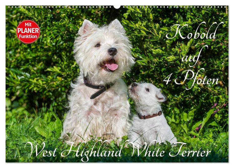 Produktbild: Kobold auf 4 Pfoten - West Highland White Terrier (Wandkalender 2026 DIN A2 quer), CALVENDO Monatskalender