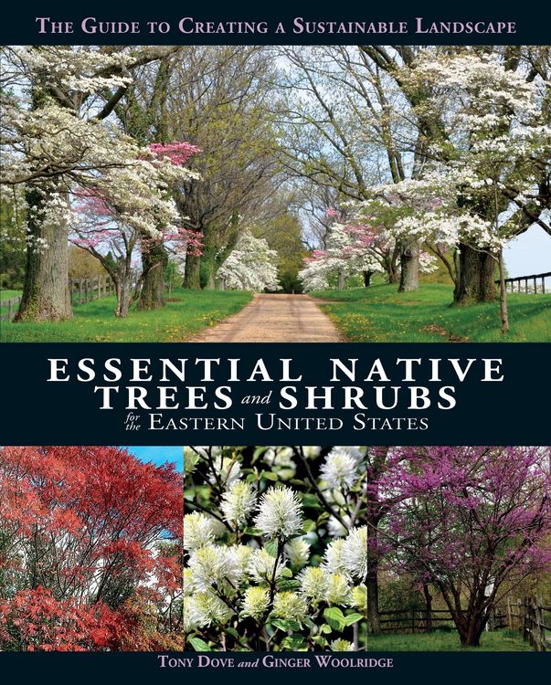 Produktbild: Essential Native Trees and Shrubs for the Eastern United States