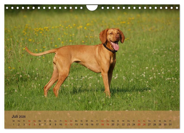 Produktbild: Magyar Vizsla - Ungarischer Vorstehhund (Wandkalender 2026 DIN A4 quer), CALVENDO Monatskalender