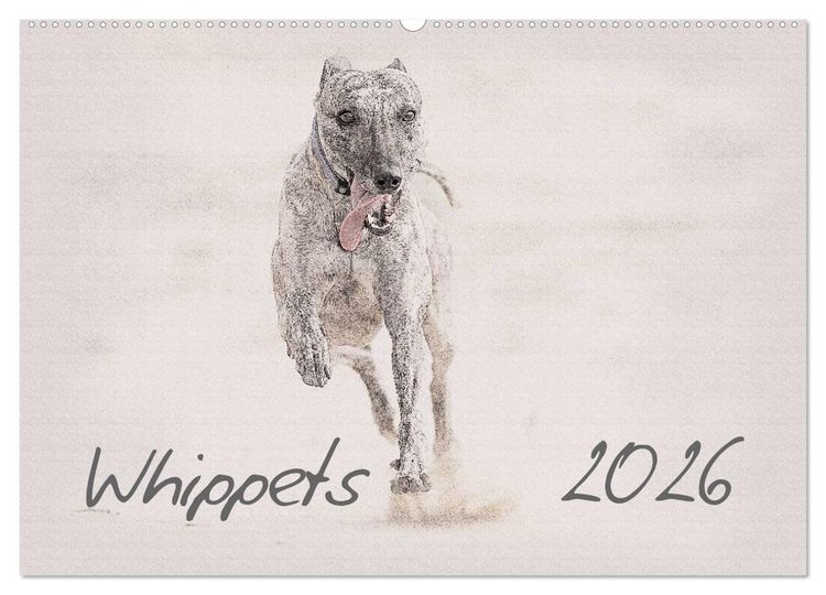 Produktbild: Whippet 2026 (Wandkalender 2026 DIN A2 quer), CALVENDO Monatskalender