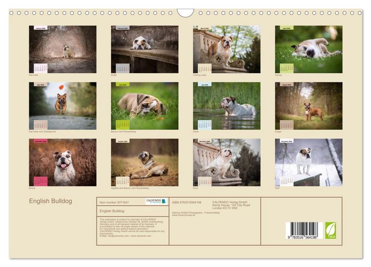 Produktbild: English Bulldog (Wall Calendar 2026 DIN A3 landscape), CALVENDO 12 Month Wall Calendar
