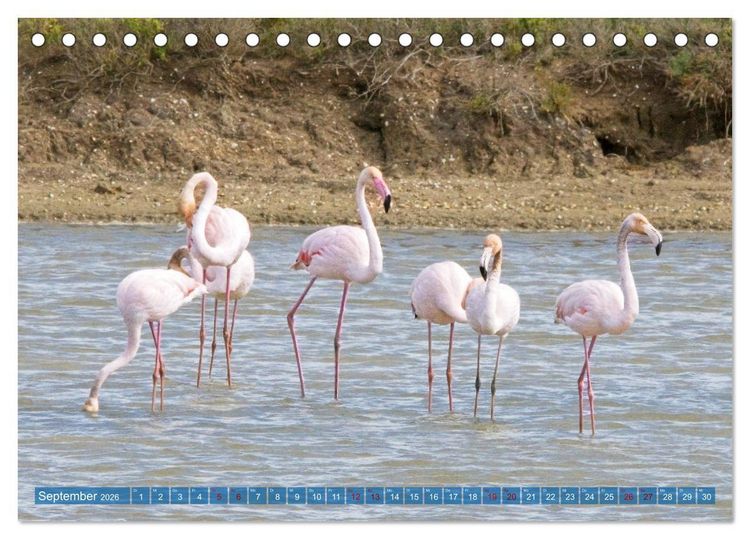 Produktbild: V&ouml;gel der Algarve (Tischkalender 2026 DIN A5 quer), CALVENDO Monatskalender