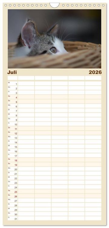 Produktbild: Familienplaner 2026 - Katzenbabys beobachtet mit 5 Spalten (Wandkalender, 21 x 45 cm) CALVENDO