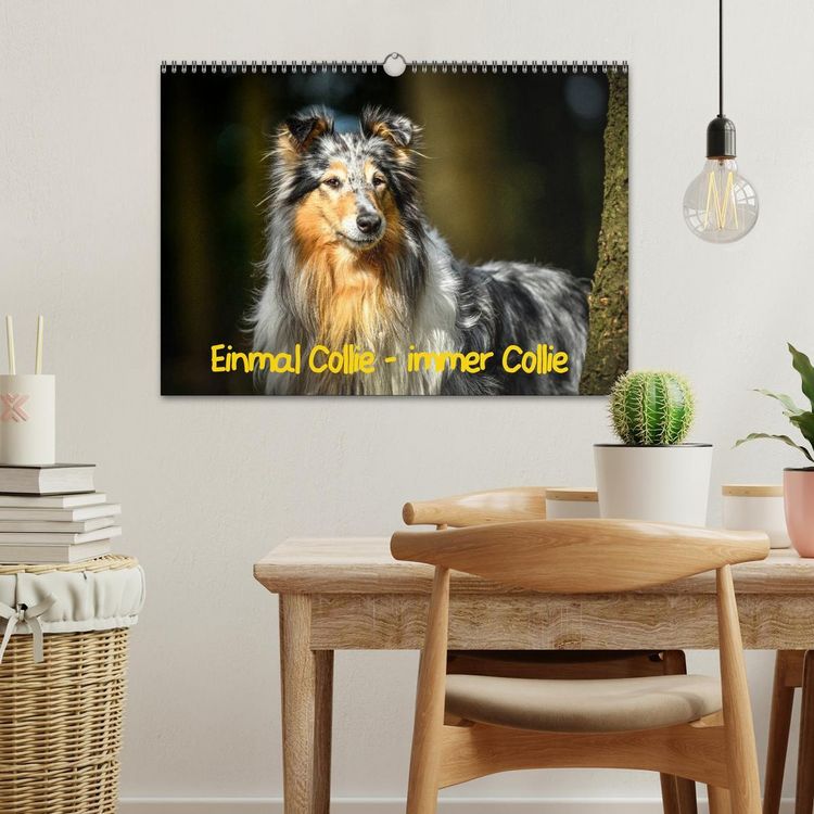 Produktbild: Einmal Collie - immer Collie (Wandkalender 2026 DIN A3 quer), CALVENDO Monatskalender