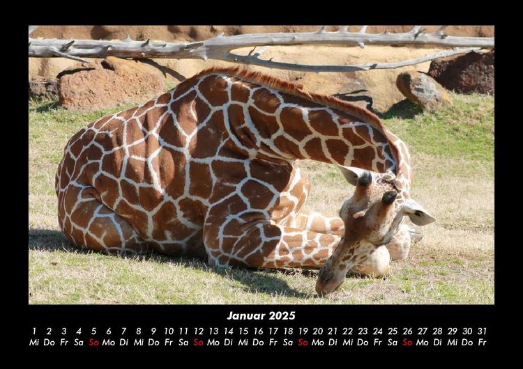 Produktbild: Giraffen 2025 Fotokalender DIN A3