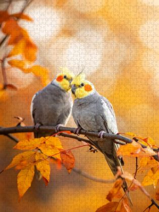 Produktbild: CALVENDO Puzzle Nymphensittiche im Herbstlaub | 1000 Teile Lege-Gr&ouml;&szlig;e 64x48cm Foto-Puzzle f&uuml;r gl&uuml;ckliche Stunden