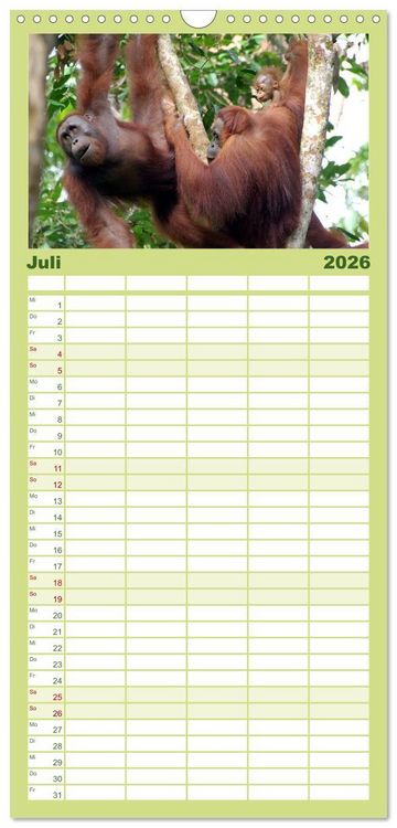 Produktbild: Familienplaner 2026 - Orang-Utans mit 5 Spalten (Wandkalender, 21 x 45 cm) CALVENDO