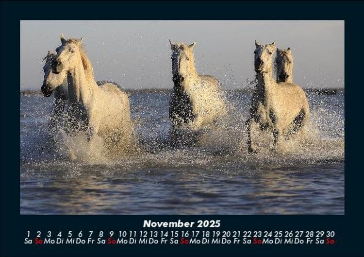 Produktbild: Pferdegefl&uuml;ster 2025 Fotokalender DIN A5