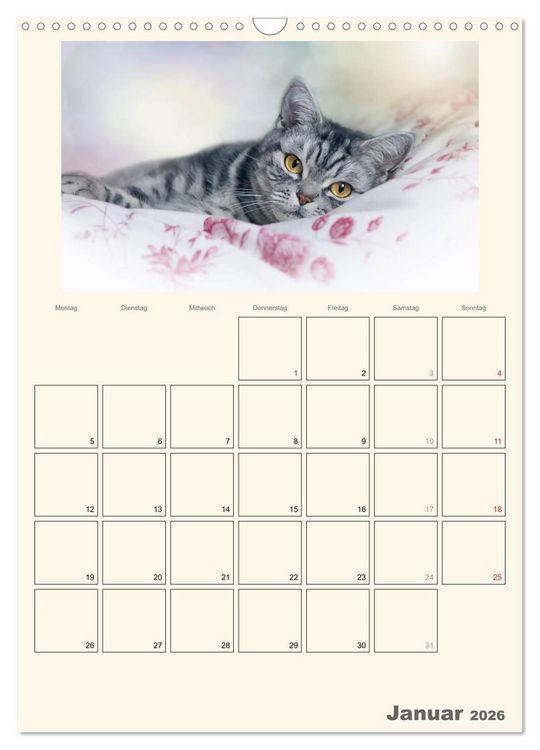 Produktbild: Schmusige Britisch Kurzhaar (Wandkalender 2026 DIN A3 hoch), CALVENDO Monatskalender