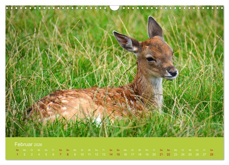 Produktbild: Die lieben Kleinen ... Tierkinder einfach zum Knuddeln (Wandkalender 2026 DIN A3 quer), CALVENDO Monatskalender