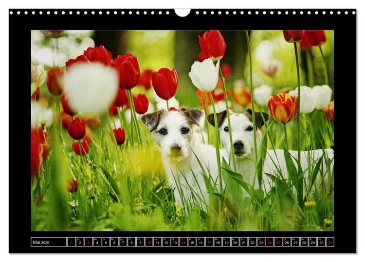 Produktbild: Parson Russell Terrier (Wandkalender 2026 DIN A3 quer), CALVENDO Monatskalender