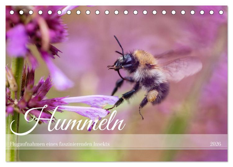 Produktbild: Hummeln - Flugaufnahmen eines faszinierenden Insekts (Tischkalender 2026 DIN A5 quer), CALVENDO Monatskalender