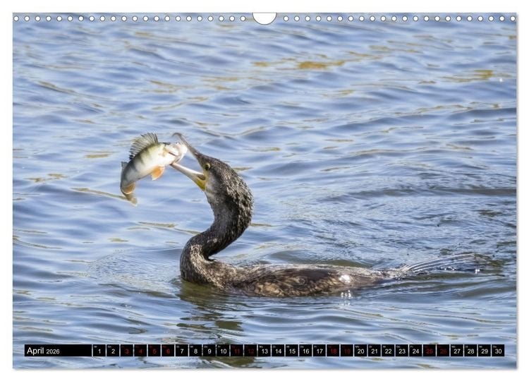 Produktbild: Der Kormoran - Ein intelligenter Fischj&auml;ger (Wandkalender 2026 DIN A3 quer), CALVENDO Monatskalender