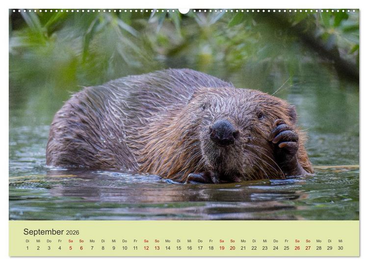 Produktbild: Faszination Biber (Wandkalender 2026 DIN A2 quer), CALVENDO Monatskalender