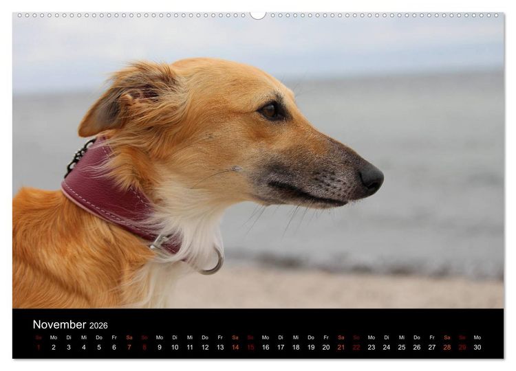 Produktbild: Der Silken Windsprite - ein Seelenhund (hochwertiger Premium Wandkalender 2026 DIN A2 quer), Kunstdruck in Hochglanz