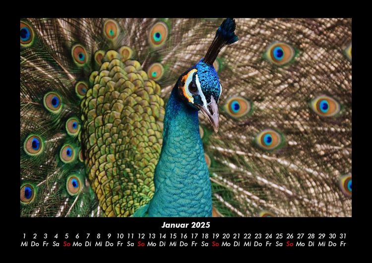 Produktbild: Welt der V&ouml;gel 2025 Fotokalender DIN A3
