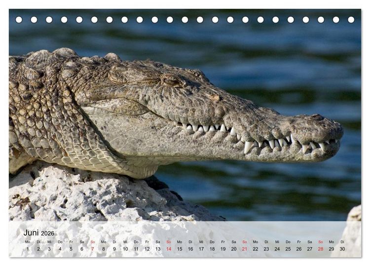Produktbild: Gro&szlig;e Echsen. Krokodile und Alligatoren (Tischkalender 2026 DIN A5 quer), CALVENDO Monatskalender