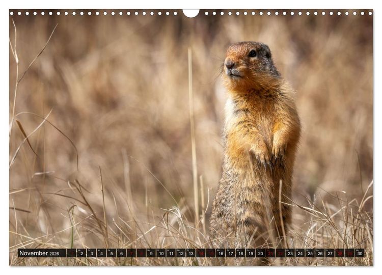 Produktbild: Wildtierkalender (Wandkalender 2026 DIN A3 quer), CALVENDO Monatskalender