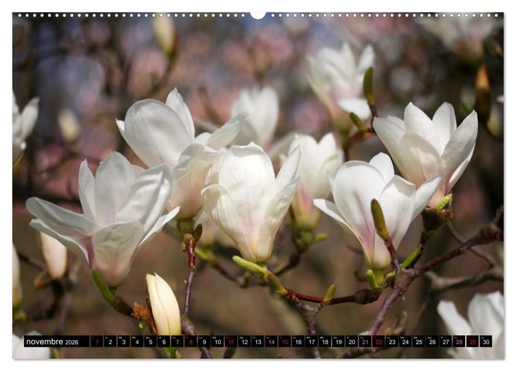 Produktbild: Magnolias en fleur (Calendrier mural 2026 DIN A2 vertical) calendrier de bureau