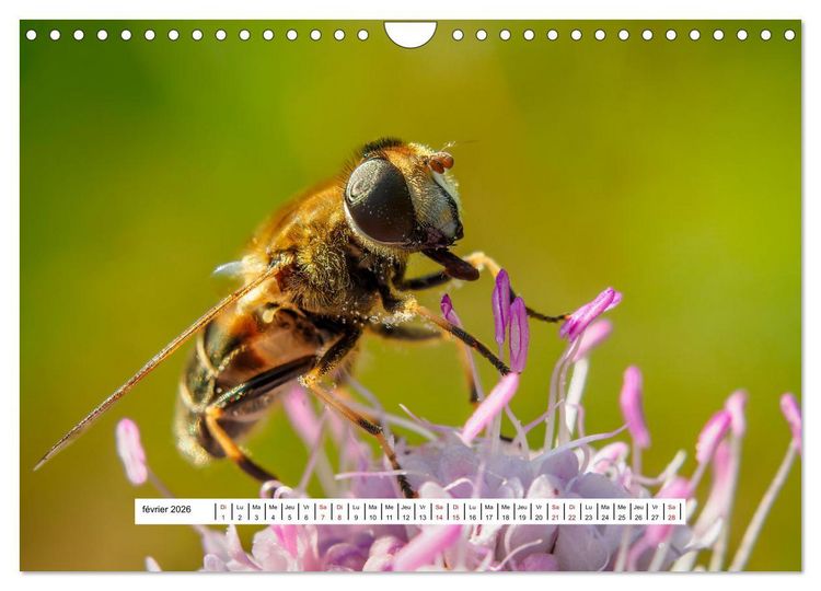 Produktbild: La vie de nos prairies - Les dipt&egrave;res (Calendrier mural 2026 DIN A4 vertical), CALVENDO calendrier mensuel