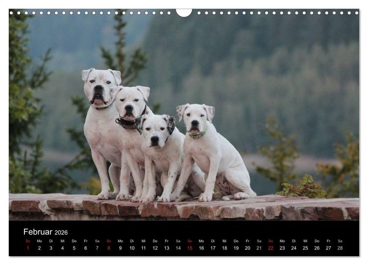 Produktbild: American Bulldog - stolz, loyal, einzigartig (Wandkalender 2026 DIN A3 quer), CALVENDO Monatskalender