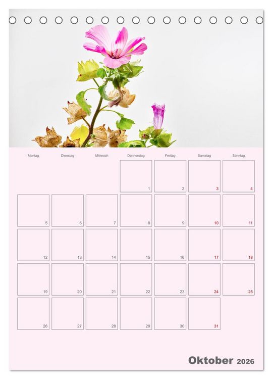 Produktbild: Blumenmetamorphosen (Tischkalender 2026 DIN A5 hoch), CALVENDO Monatskalender