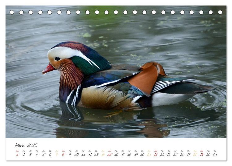 Produktbild: Mandarinenenten, die Liebe zur Natur (Tischkalender 2026 DIN A5 quer), CALVENDO Monatskalender